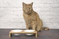 Cute ginger cat beside a double food dish waiting for food. Royalty Free Stock Photo