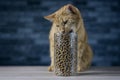 Cute ginger cat eating dry cat food in storage jar.