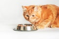 Cute ginger cat eating food from a bowl on white background Royalty Free Stock Photo