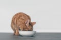 Cute ginger cat eating from a white food bowl - with copy space Royalty Free Stock Photo