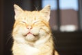 Cute ginger cat face with closed eyes. Pet portrait in sunlight Royalty Free Stock Photo