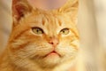 Cute ginger cat face closeup. Cheshire Cat Royalty Free Stock Photo