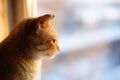 Cute ginger cat face closeup portrait. Pet looks out the window. Royalty Free Stock Photo