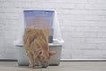 Cute ginger cat going out of a closed Litter box.