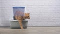 Cute ginger cat going out of a closed Litter box.