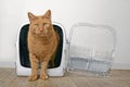 Cute ginger cat going out of a open pet carrier and looking at camera. Royalty Free Stock Photo