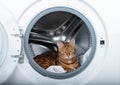 A cute ginger cat is hiding inside the washing machine Royalty Free Stock Photo