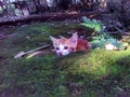 Cute little kitten Ginger cat play outdoor