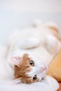 Cute ginger cat lie on back with folded paws and posing for portrait