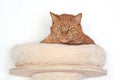 Cute ginger cat looking curious down on ther scratching post. Horizontal image. Royalty Free Stock Photo