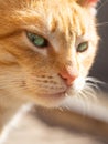 Cute ginger cat is looking side. Pet portrait closeup face Royalty Free Stock Photo