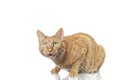 Cute ginger cat looking suprised to the camera. Royalty Free Stock Photo