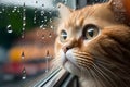Cute ginger cat looking through the window with rain drops on it