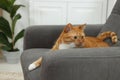 Cute ginger cat lying on armchair at home Royalty Free Stock Photo