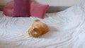 Cute ginger cat lying on back on bed playing and chumping the tickler being concentrated and joyful at home.