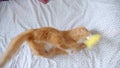 Cute ginger cat lying on back on bed trying to catch a tickler being irritated and joyful at home.