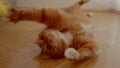Cute ginger cat lying on back on floor trying to catch a tickler being playful and joyful at home.