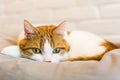 Cute ginger cat lying on gray pillow