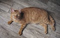 Cute ginger cat lying on a hardwood floor and looking curious up to the camera. Royalty Free Stock Photo