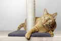 Cute ginger cat lying on scratching post against gray background. Royalty Free Stock Photo