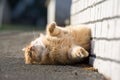 Cute ginger cat lying on the street Royalty Free Stock Photo
