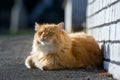 Cute ginger cat lying on the street Royalty Free Stock Photo