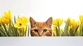 Cute ginger cat peeking out from behind a white banner with yellow tulips Royalty Free Stock Photo