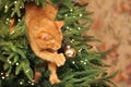 Cute Ginger Cat Playing on the Christmas Tree