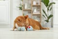 Cute ginger cat playing with toys at home Royalty Free Stock Photo