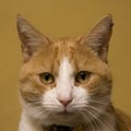 Cute ginger cat portrait