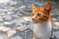 Cute Ginger Cat Portrait sunny face