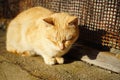 Cute ginger cat relax in a sunny garden on stone fence, pet relaxing outdoors Royalty Free Stock Photo