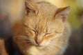 Cute ginger cat resting on the sunny garden Royalty Free Stock Photo