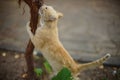 Cute ginger cat sharpens its claws on the grape trunk in summer garden