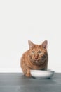 Cute ginger cat sit beside a food bowl and looking to the camera. vertical format with copy space. Royalty Free Stock Photo