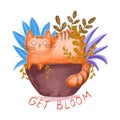 Cute ginger cat sits in flower pot.