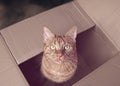 Cute ginger cat sitting in a cardboard box and looking up to the camera. Royalty Free Stock Photo