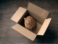 Cute ginger cat sitting in a cardboard box on a wooden floor and looking curious to the camera. Royalty Free Stock Photo