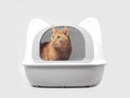 Cute ginger cat sitting in a closed litter box and looking away. Isolated on gray background. Royalty Free Stock Photo