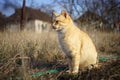 Cute ginger cat sitting in the dry grass in the sunny rural garden. Royalty Free Stock Photo