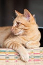 Ginger cat sitting on the mat and looking something Royalty Free Stock Photo