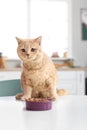 Cute cat and bowl with food on kitchen table Royalty Free Stock Photo