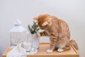 Cute ginger cat is sitting near flower pots with zamiokulkas and succulents .Ecofriendly home