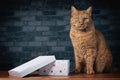 Cute ginger cat sitting next to a gift box and looking at camera. Royalty Free Stock Photo