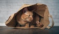 Cute ginger cat sitting in a paper bag and looking curious sideways. Royalty Free Stock Photo