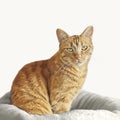 Cute ginger cat sitting on a pillow and looking directly in camera. Royalty Free Stock Photo