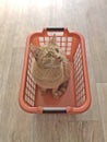 Cute ginger cat sitting in a red laundry basket. Royalty Free Stock Photo