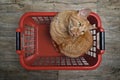 Cute ginger cat sitting in a red laundry basket and looking funny away. Royalty Free Stock Photo