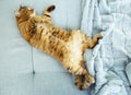 A cute red cat sleep on the blue sofa Royalty Free Stock Photo