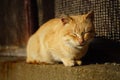 Cute ginger cat sleep in a sunny garden on stone fence Royalty Free Stock Photo